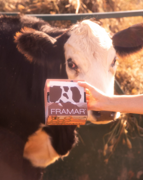Framar - Pop Up Yeehaw Folie 5x11 (500ct)